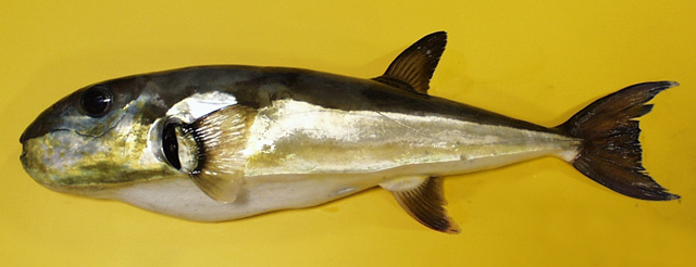 Lagocephalus laevigatus