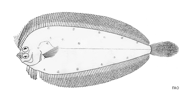 Laeops nigromaculatus