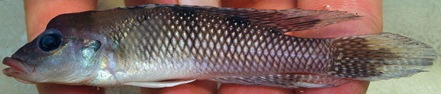 Lamprologus tigripictilis