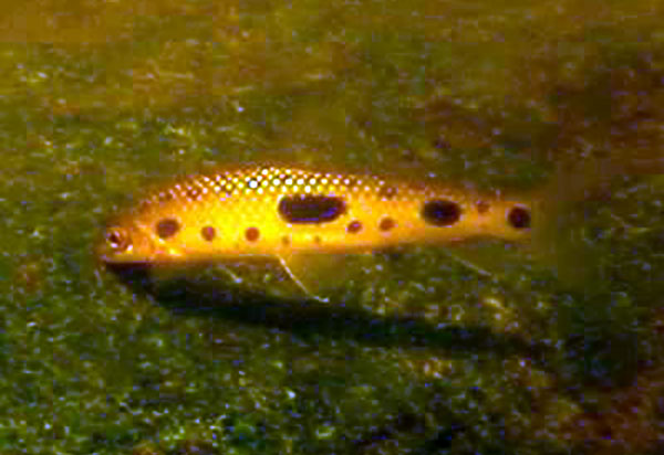 Leporinus apollo