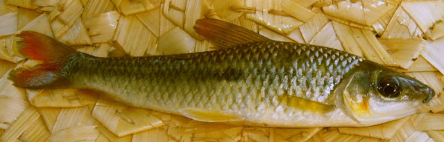 Leporinus brunneus
