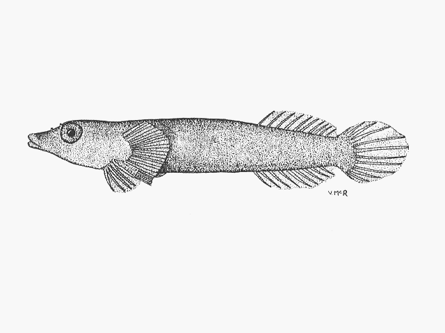 Lepadichthys caritus