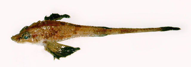 Leptagonus decagonus