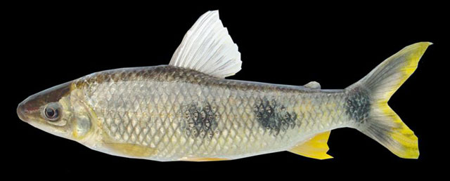 Megaleporinus elongatus