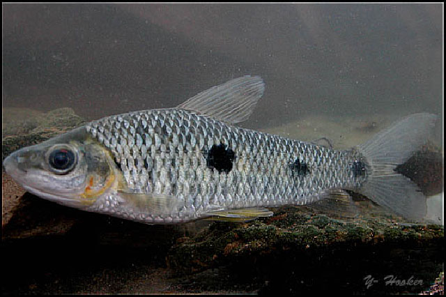 Leporinus friderici