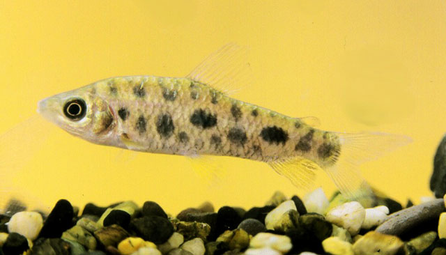 Leporinus maculatus