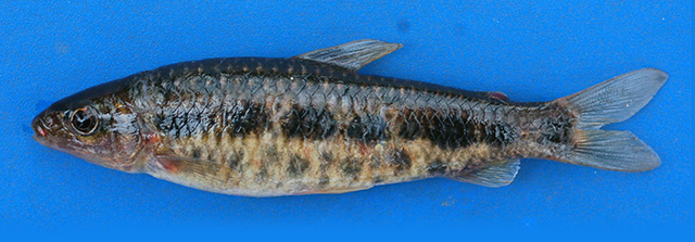 Leporinus marcgravii