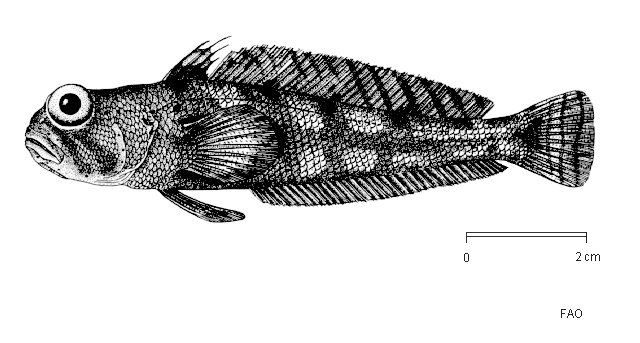 Nototheniops mizops