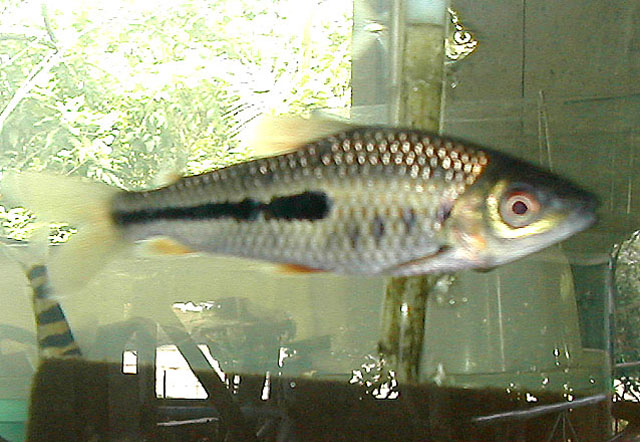 Leporinus moralesi