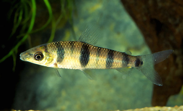 Leporinus pellegrinii