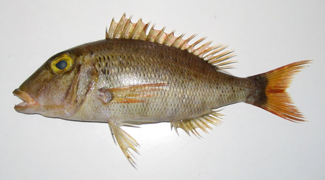 Lethrinus ravus