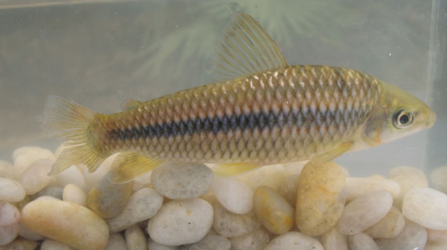 Leporinus taeniatus