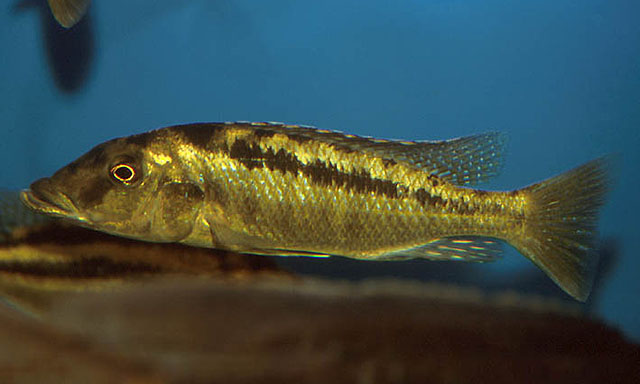 Liacu_u0.jpg