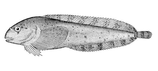 Liparis agassizii