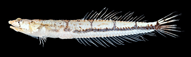 Limnichthys koreanus
