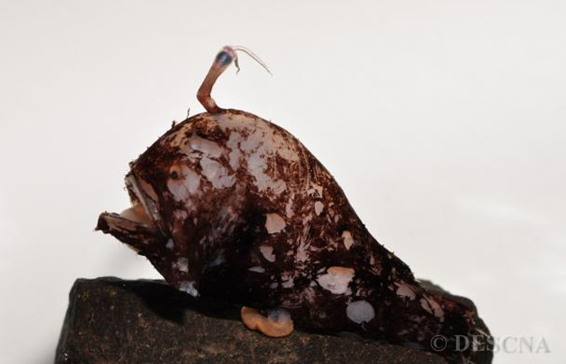 Lophodolos acanthognathus