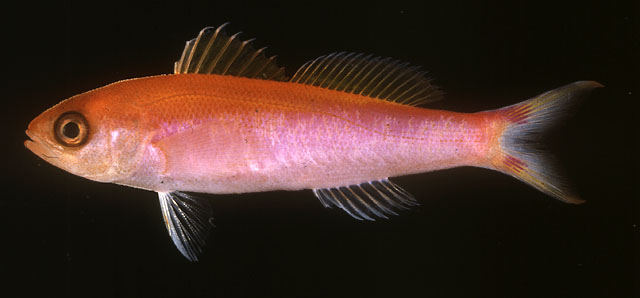 Luzonichthys earlei