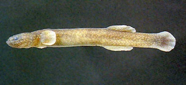 Luciogobius guttatus