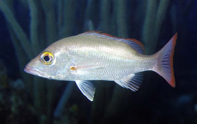 Lutjanus mahogoni