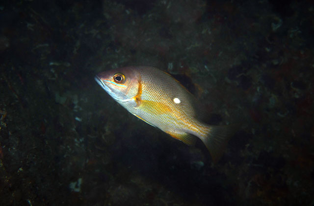 Lutjanus stellatus