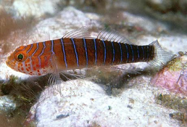 Lythrypnus insularis