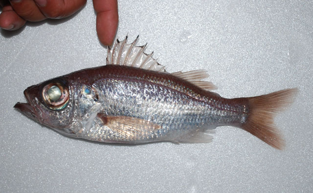 Malakichthys barbatus