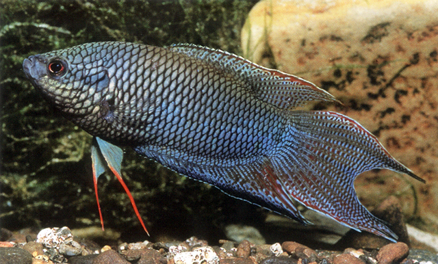 Macropodus erythropterus