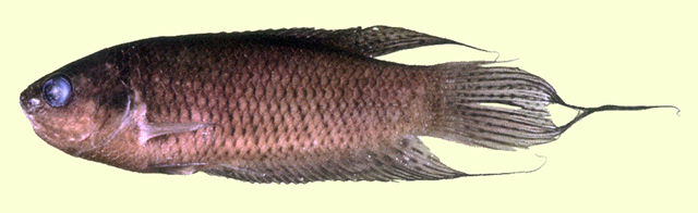 Macropodus hongkongensis