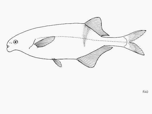 Marcusenius livingstonii