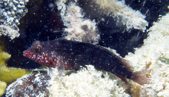 Malacoctenus macropus