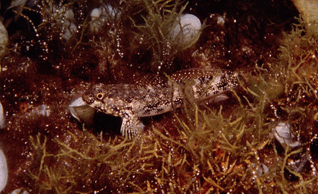 Mauligobius maderensis