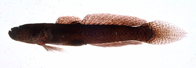 Mangarinus waterousi