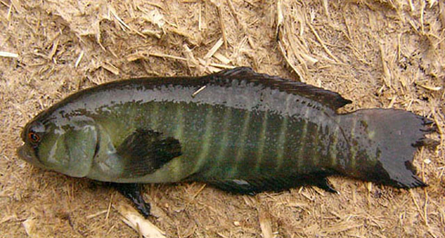 Austrolebias cheradophilus