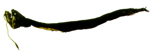 Melanostomias melanops