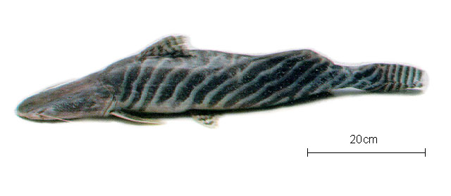 Brachyplatystoma tigrinum