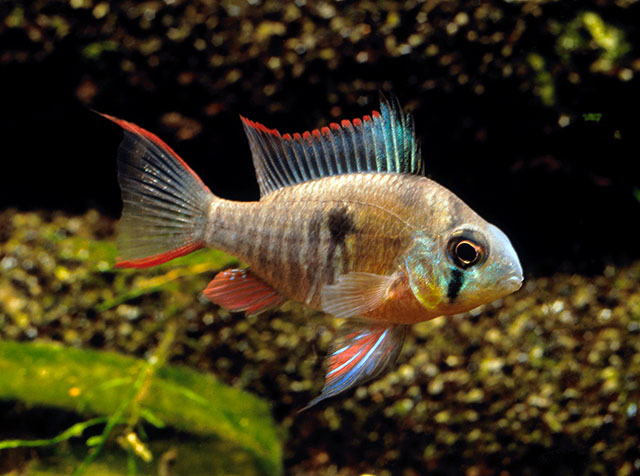 Mikrogeophagus altispinosus