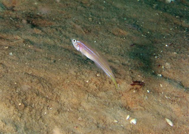 Microgobius carri