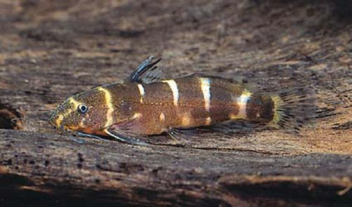 Microsynodontis christyi