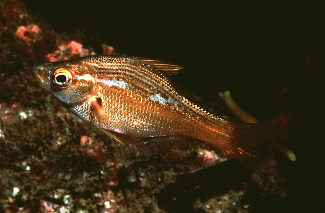 Brachyistius frenatus