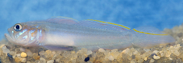 Microgobius microlepis