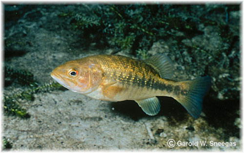 Micropterus notius