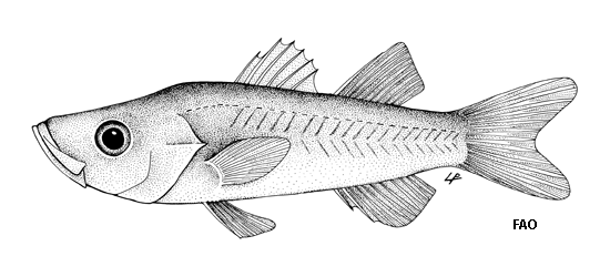 Microichthys sanzoi