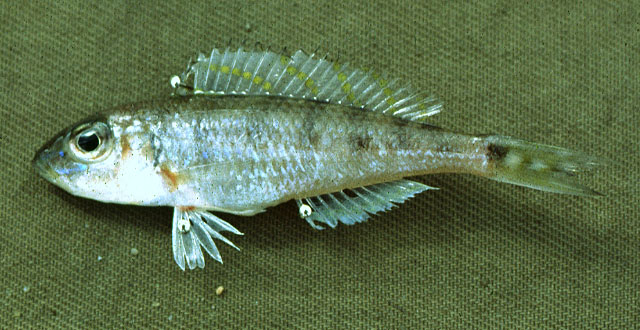 Xenotilapia tenuidentata