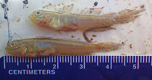 Microgobius thalassinus