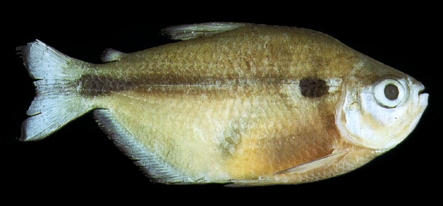 Moenkhausia dorsinuda