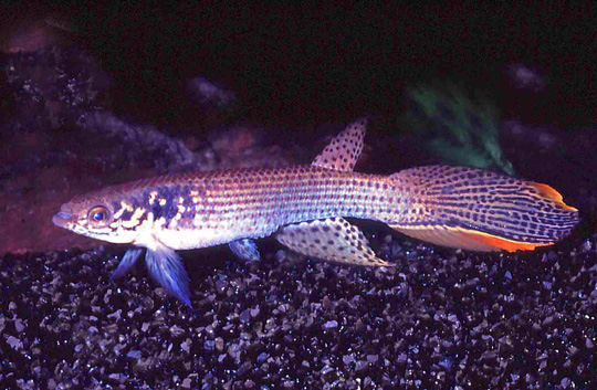 Moema nudifrontata