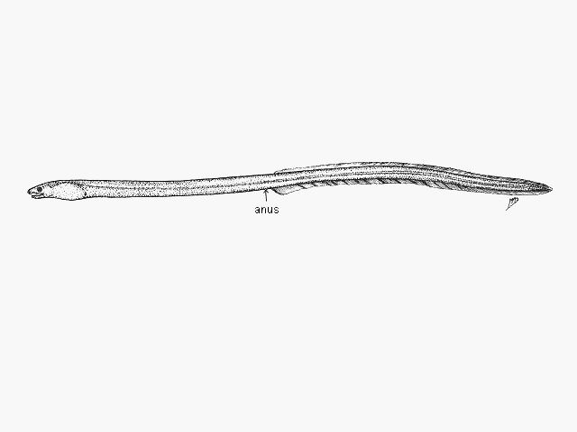 Scolecenchelys laticaudata