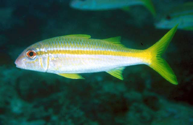 Mulloidichthys vanicolensis