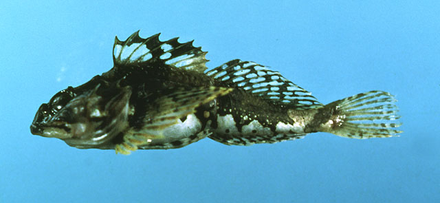 Myoxocephalus aenaeus