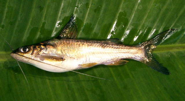 Myocu_u0.jpg
